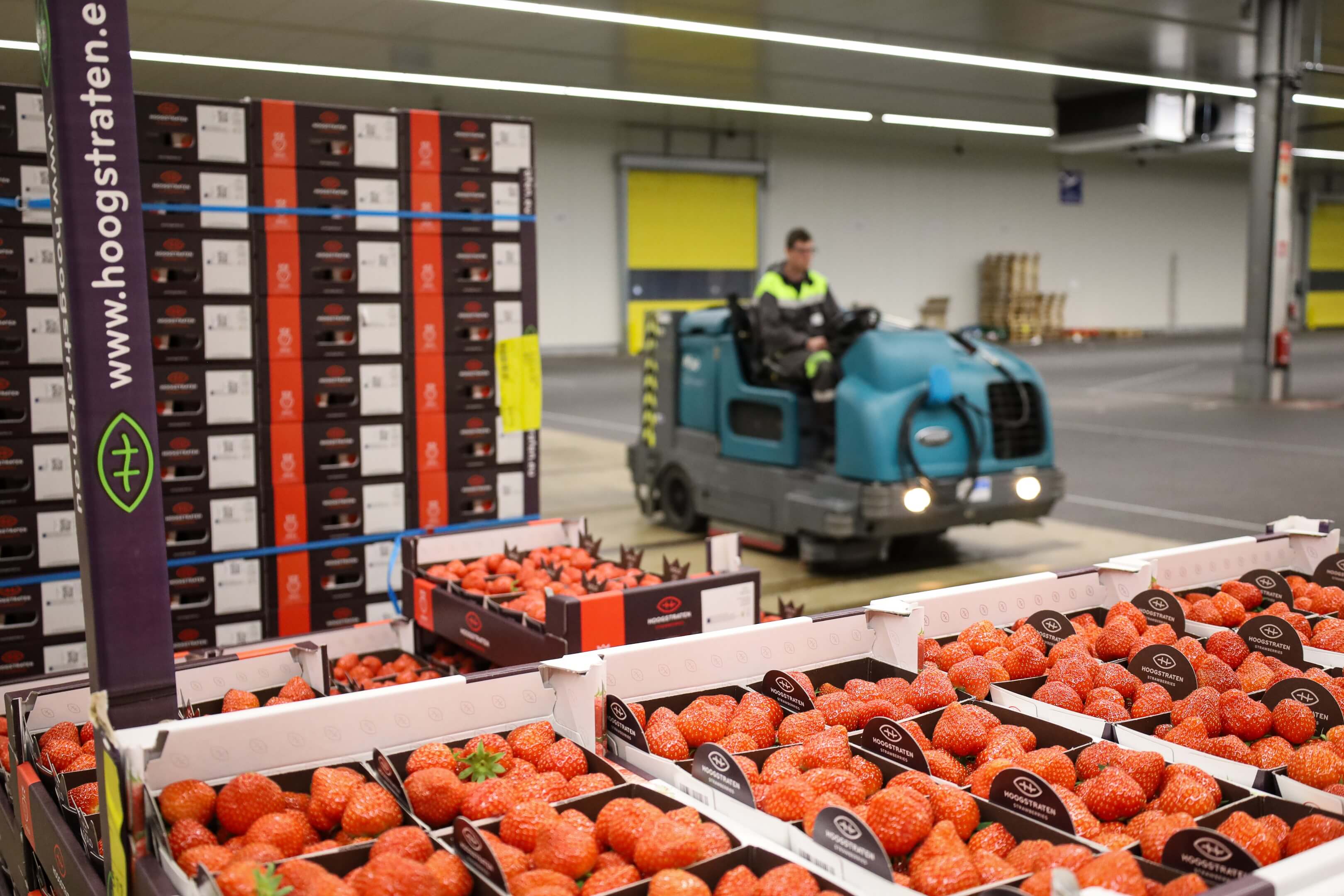 Tennant machine bij de kenmerkende aardbeien van Coöperatie Hoogstraten